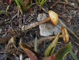 Mycena overholtsii image