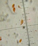 Mycena overholtsii image