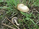Stropharia coronilla image