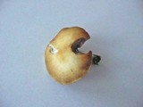 Stropharia coronilla image