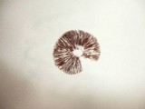 Stropharia coronilla image