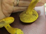 Boletus pseudosulphureus image