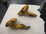 Boletus pseudosulphureus image