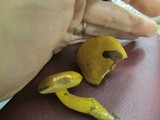 Boletus pseudosulphureus image