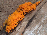 Dacryopinax spathularia image