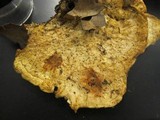 Climacodon pulcherrimus image