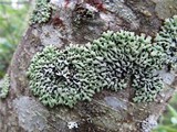 Menegazzia subsimilis image