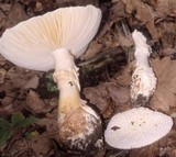 Amanita subcokeri image