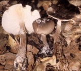 Amanita submaculata image