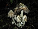 Coprinopsis picacea image