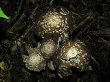 Coprinopsis picacea image