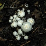 Coprinopsis picacea image