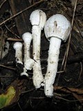Coprinopsis picacea image