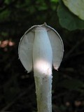 Coprinopsis picacea image