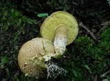 Pseudoboletus parasiticus image