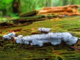 Ceratiomyxa fruticulosa var. fruticulosa image