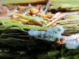 Ceratiomyxa fruticulosa var. fruticulosa image
