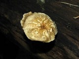 Polyporus ciliatus image