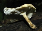 Polyporus ciliatus image