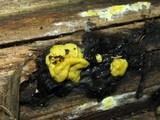 Trichoderma sulphureum image