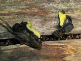 Trichoderma sulphureum image