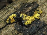 Trichoderma sulphureum image