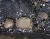 Pseudombrophila cervaria image