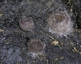 Pseudombrophila cervaria image