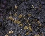 Lasiobolus cuniculi image