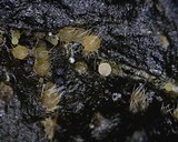 Lasiobolus cuniculi image