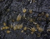Lasiobolus cuniculi image