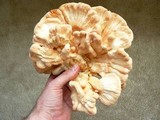 Laetiporus cincinnatus image