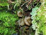 Gyromitra californica image