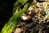 Gyromitra californica image