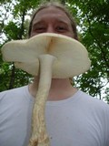 Amanita ravenelii image