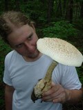 Amanita ravenelii image