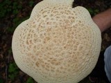 Amanita ravenelii image