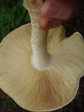 Amanita ravenelii image