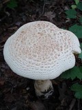 Amanita ravenelii image
