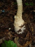 Amanita ravenelii image