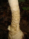 Amanita ravenelii image