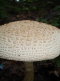Amanita ravenelii image