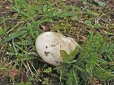 Russula exalbicans image