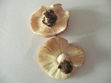 Russula exalbicans image
