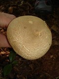 Boletus pallidus image