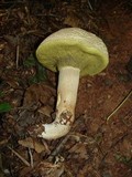 Boletus pallidus image