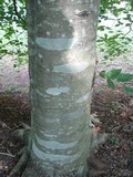 Boletus pallidus image