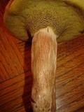 Boletus pallidus image