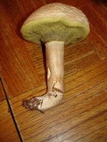 Boletus pallidus image