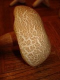 Boletus pallidus image